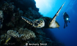 Flying Turtle by Anthony Smith 